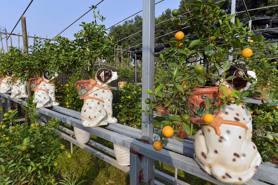 Quất ngự lưng chó đốm phục vụ Tết Nguyên đán